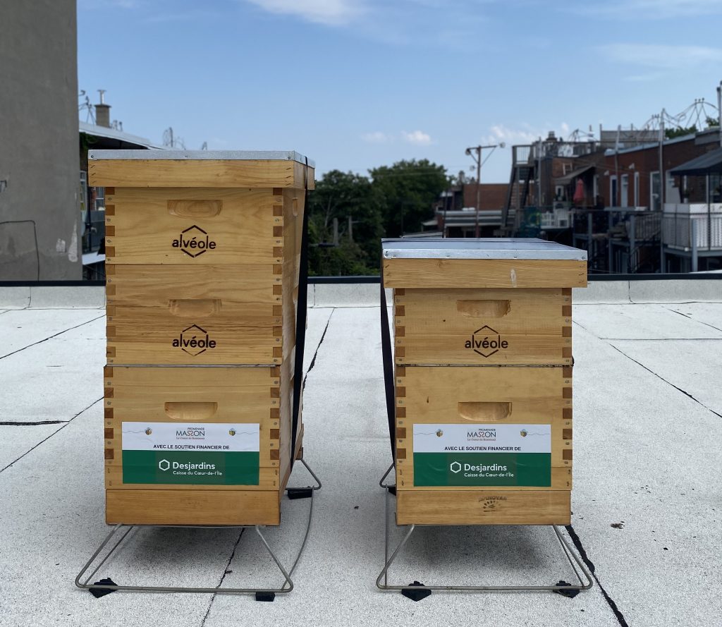 Les ruches de la Promenade Masson 2020