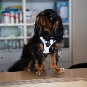 PromenadeMasson_CliniqueVeterinaire-03