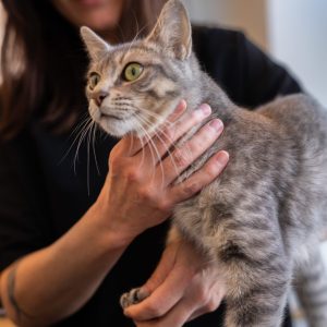 PromenadeMasson_CliniqueVeterinaire-14