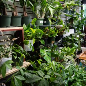 PromenadeMasson_FleuristeM-02