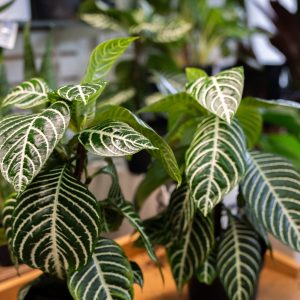 PromenadeMasson_FleuristeM-04