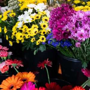 PromenadeMasson_FleuristeM-09