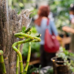 PromenadeMasson_FleuristeM-16