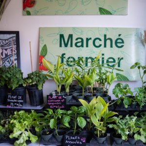 PromenadeMasson_MarcheFermierMasson-19
